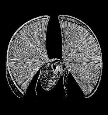 PSM_V39_D249_Appearance_of_a_wasp_in_flight